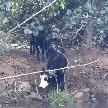 Wailua Kayak Adventures - Cows! - Rafting/Kayaking Near Me - Kapaa, Hawaii Wailua Kayak Adventures - Cows! - Rafting/Kayaking Near Me - Kapaa, Hawaii