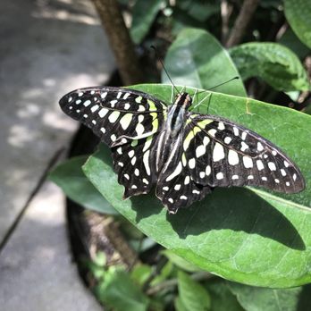 Butterfly Pavilion - Museums Near Me - Westminster, Colorado Butterfly Pavilion - Museums Near Me - Westminster, Colorado