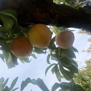 Carter Mountain Orchard - Pick Your Own Farms Near Me - Charlottesville, Virginia