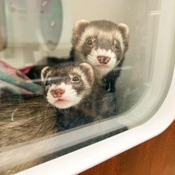Exotic pet boarding