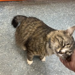 Creola Ace Hardware & Lumber - Shop cat