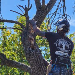 Shier's Family Tree Care Service