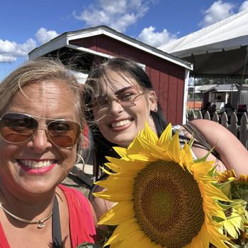 Blake's Orchard & Cider Mill - Massive sunflower - Fruits & Veggies Near Me - Armada, Michigan Blake's Orchard & Cider Mill - Massive sunflower - Fruits & Veggies Near Me - Armada, Michigan