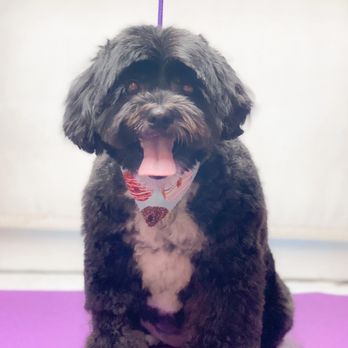 Vanity Fur Menifee - Luna after Vanity Fur haircut. - Pet Groomers Near Me Vanity Fur Menifee - Luna after Vanity Fur haircut. - Pet Groomers Near Me