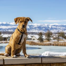 Naturally Pawsitive - Wylie had a great start with puppy training from Naturally Pawsitive