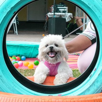 Pet Play Town  - Pet Boarding Near Me - Maitland, Florida