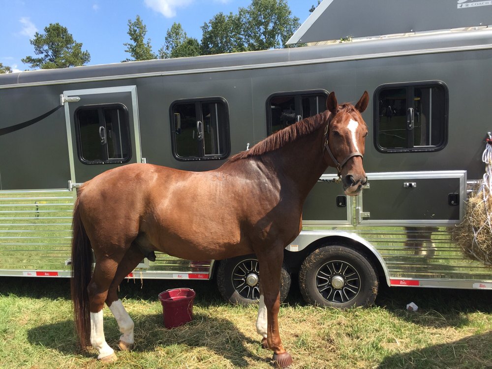 El Gezira Riding Academy - equestrian in Harpersville, AL