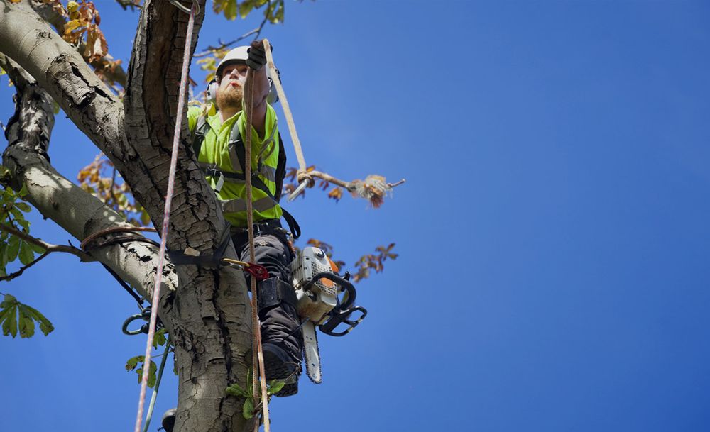Bay Tree Care - tree service in Virginia Beach, VA