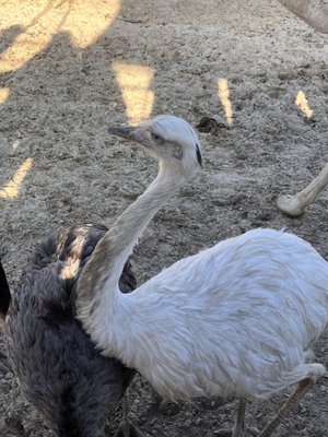 Aloha Safari Park by null