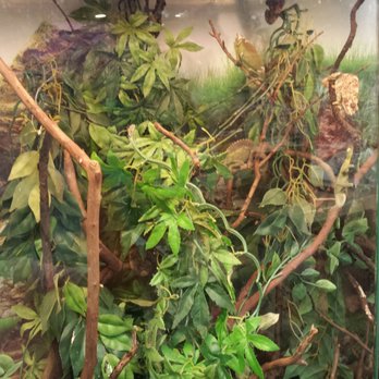 Koolau Pets Plants & Ponds - Jackson chameleons - Pet Stores Near Me - Kaneohe, Hawaii