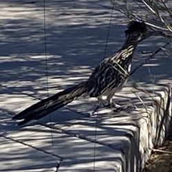 This RR ( road runner ) followed me to school today, it's next to the park.