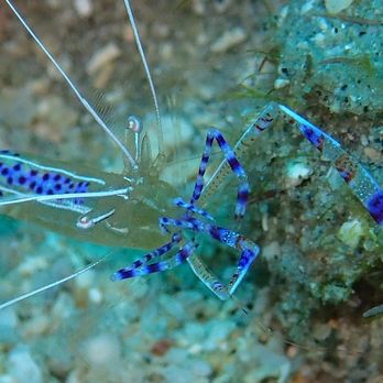 Blue Ridge Mountain Divers - Anemone Shrimp - Scuba Diving Near Me - Anderson, South Carolina Blue Ridge Mountain Divers - Anemone Shrimp - Scuba Diving Near Me - Anderson, South Carolina