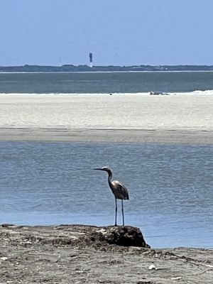 Charleston Outdoor Adventures by null