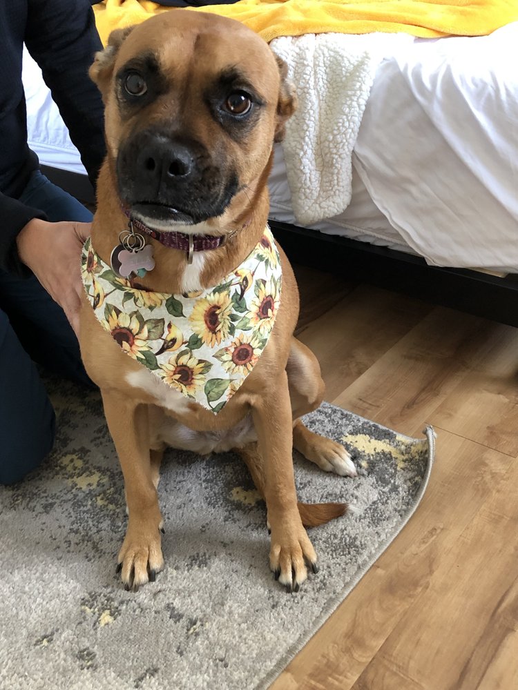 DOG STAR GROOMING Updated August 2024 18 Reviews 1938 Meade St