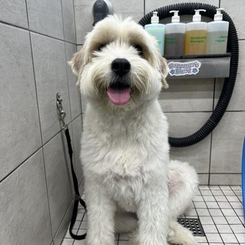Pet Supplies Plus - Ready for a bath! - Pet Stores Near Me - Yorba Linda, California Pet Supplies Plus - Ready for a bath! - Pet Stores Near Me - Yorba Linda, California