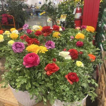 Costco Wholesale - Just arrived the most beautiful flowers by far - Wholesale Stores Near Me - Napa, California