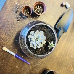 The Sipping Plant - The large terrarium