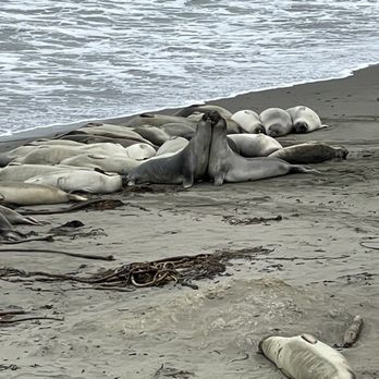 Elephant Seal Vista Point - Seals - Beaches Near Me - San Simeon, California Elephant Seal Vista Point - Seals - Beaches Near Me - San Simeon, California