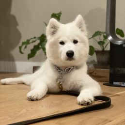 Bella Bella