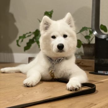 Lead By Example Dog Training - Bella - Pet Training Near Me Lead By Example Dog Training - Bella - Pet Training Near Me