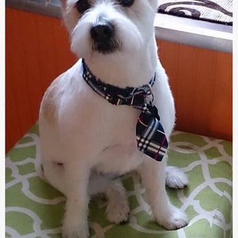 Kira Pet Cuts - Handsome Ollie - Pet Groomers Near Me - Chicago, Illinois
