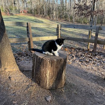 ML Pet Services - Pet Sitting Near Me ML Pet Services - Pet Sitting Near Me