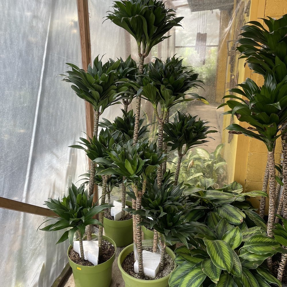 Lucky Plants - Nurseries & Gardening Near Me - Hermosa Beach, California Lucky Plants - Nurseries & Gardening Near Me - Hermosa Beach, California