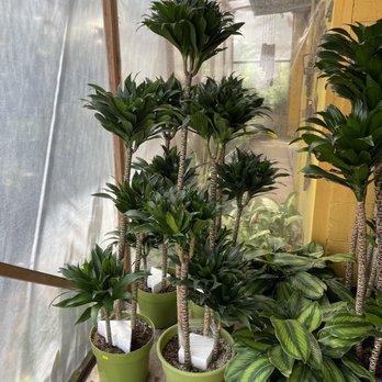 Lucky Plants - Nurseries & Gardening Near Me - Hermosa Beach, California Lucky Plants - Nurseries & Gardening Near Me - Hermosa Beach, California