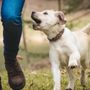 Photo of Delightful Dog Training and Pet Care