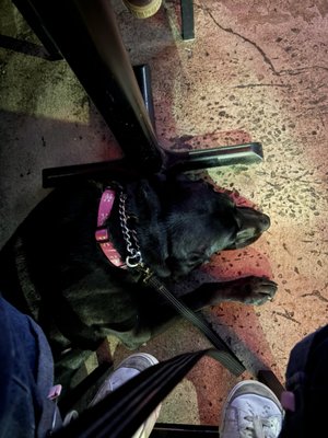 Dogz Bar & Grill by null