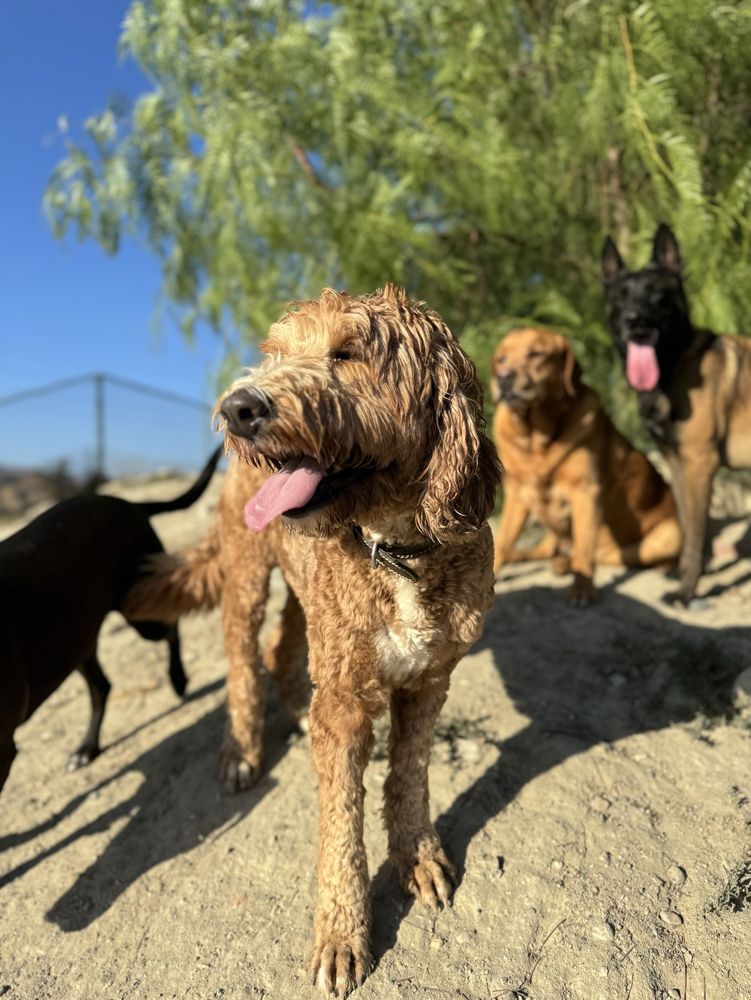 Country Dog Ranch - pet boarding facility in Los Angeles, CA