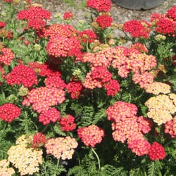 Schultz Farm & Garden