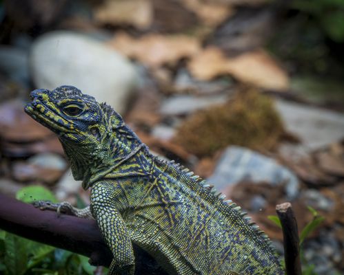 Woodland Park Zoo by null