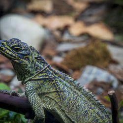 Woodland Park Zoo