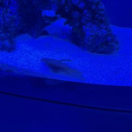 Fish with disease.