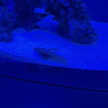 Discovery Place Science - Fish with disease. - Museums Near Me - Charlotte, North Carolina