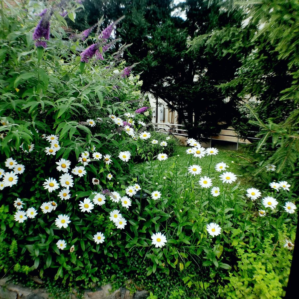 Proper - Soft garden surroundings - Southern Near Me - Boone, North Carolina