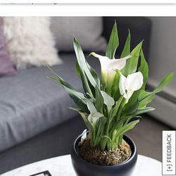 Harry & David - The lilly how it looks on their website - very deceiving!! Looked terrible on arrival!!