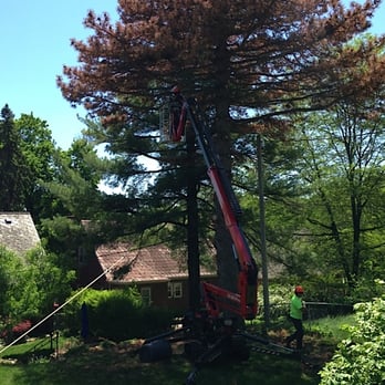 Torpy Tree Service - a tree being pruned - Tree Services Near Me - Omaha, Nebraska