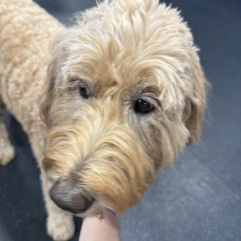 Zoom Room Dog Training - Pet Training Near Me - Margate, Florida Zoom Room Dog Training - Pet Training Near Me - Margate, Florida