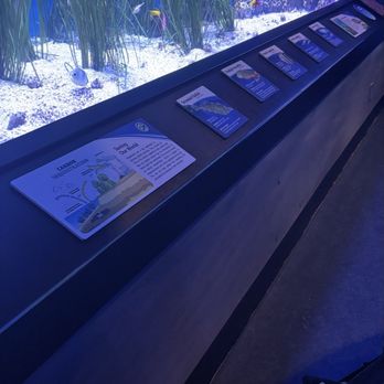 Newport Aquarium - My toddler loves watching the fish - Aquariums Near Me - Newport, Kentucky