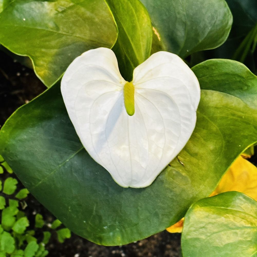 Ford Foundation - Peace lilies - Landmarks & Historical Buildings Near Me - New York, New York Ford Foundation - Peace lilies - Landmarks & Historical Buildings Near Me - New York, New York