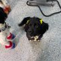 Photo of Serenity Pet Spaw
