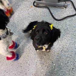 Serenity Pet Spaw - Dog grooming