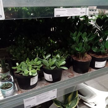 IKEA - Live plants - Kitchen & Bath Near Me - Jacksonville, Florida