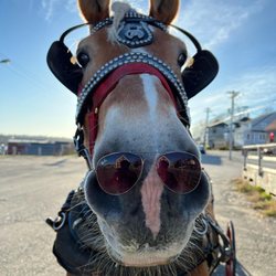 Trot In Time Carriage Tours - Jake looking cool.