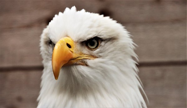 Alaska Rainforest Sanctuary by null