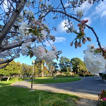 Mt Eden Park - Cherry blossom season - Parks Near Me Mt Eden Park - Cherry blossom season - Parks Near Me