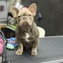 Photo of The Dog Boutique