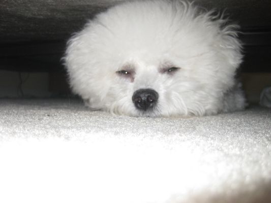 Noni's Pet Boutique & Grooming by null